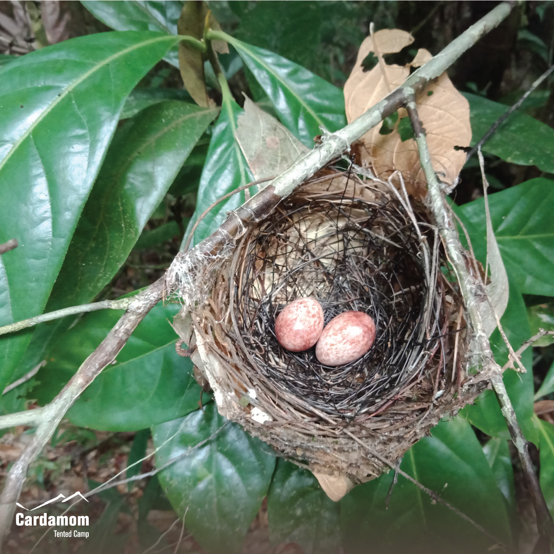 cardamomtent's tweet photo. "Nature is not a place to visit. It is home." - Gary Snyder

#CardamomTentedCamp #travel #sustainable #ecotourism #RestarTourism #YourStayKeepstheForestStanding https://t.co/JQFBZmHVJu