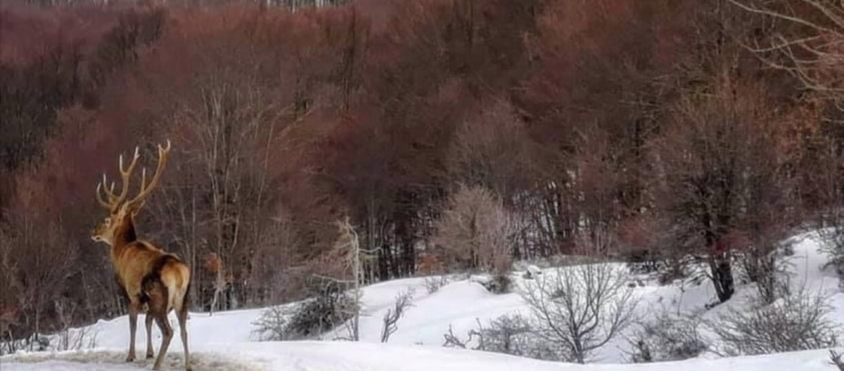 santangelo_s's tweet photo. "Come un cervo in fuga nella foresta" (#CristinaCampo, foto scattata a #Gamberale, #Abruzzo) #Wilderness https://t.co/q8ksupqjx1