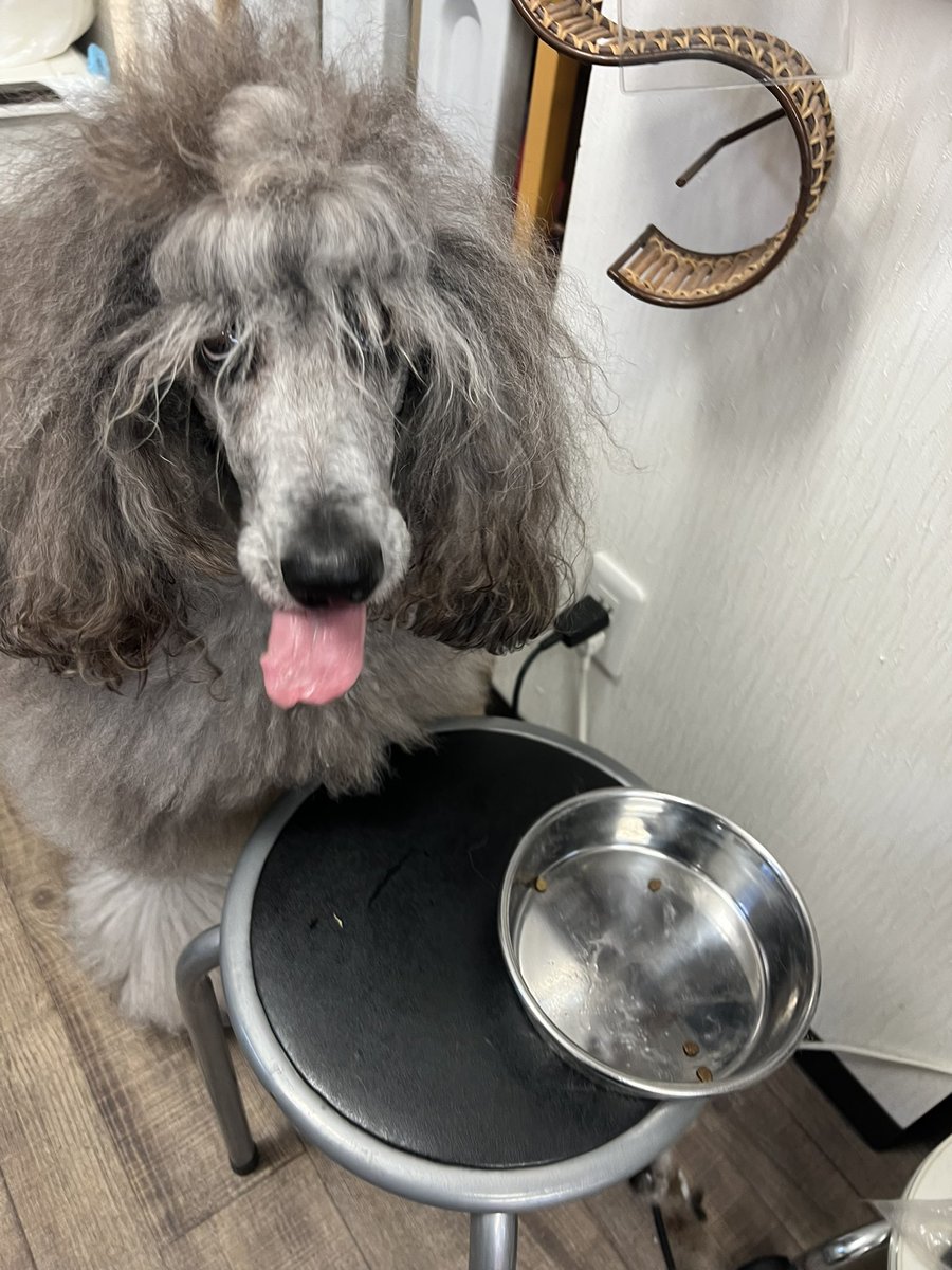 inunecojikan's tweet photo. 1月31日の出勤わんこ

チワワのミルキーとスタンダードプードルのあみ

食欲がないミルキーに食欲の旺盛なあみ。
他の子たちに見付からずご飯を食べさせるために、夕方からの出勤となりました。

午前中は寒すぎて店内暖まらず😅

#苫小牧市
#犬猫雑貨専門店
#犬猫時間 https://t.co/dmaaJHWylM
