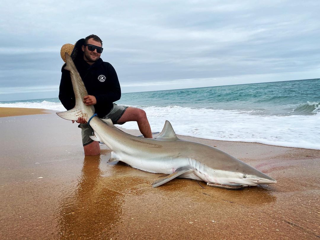 Drone Fishing Master of the week!
Brandon Scott caught off the shark at 90 mike beach Victoria with SD4. It was a Bronze Whaler shark, 7.5ft, baits were dropped at 400-600m. #shark #sharkfishing #beach #dronefishing
