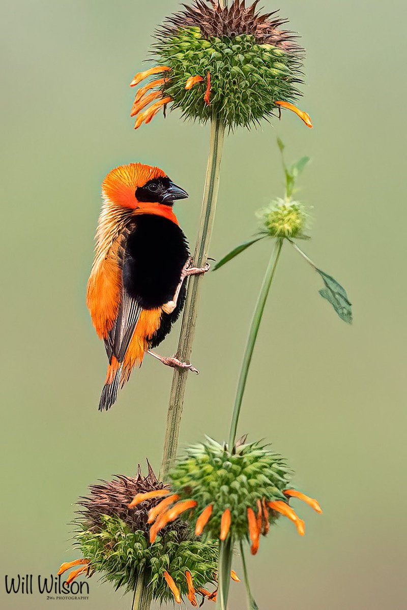 The stunning colours of a breeding male Southern red bishop. Photographed at Masaka Wetland, on the eastern outskirt of #Kigali #Rwanda #RwOT #BBCWildlifePOTD #nature #TwitterNatureCommunity #birdphotography