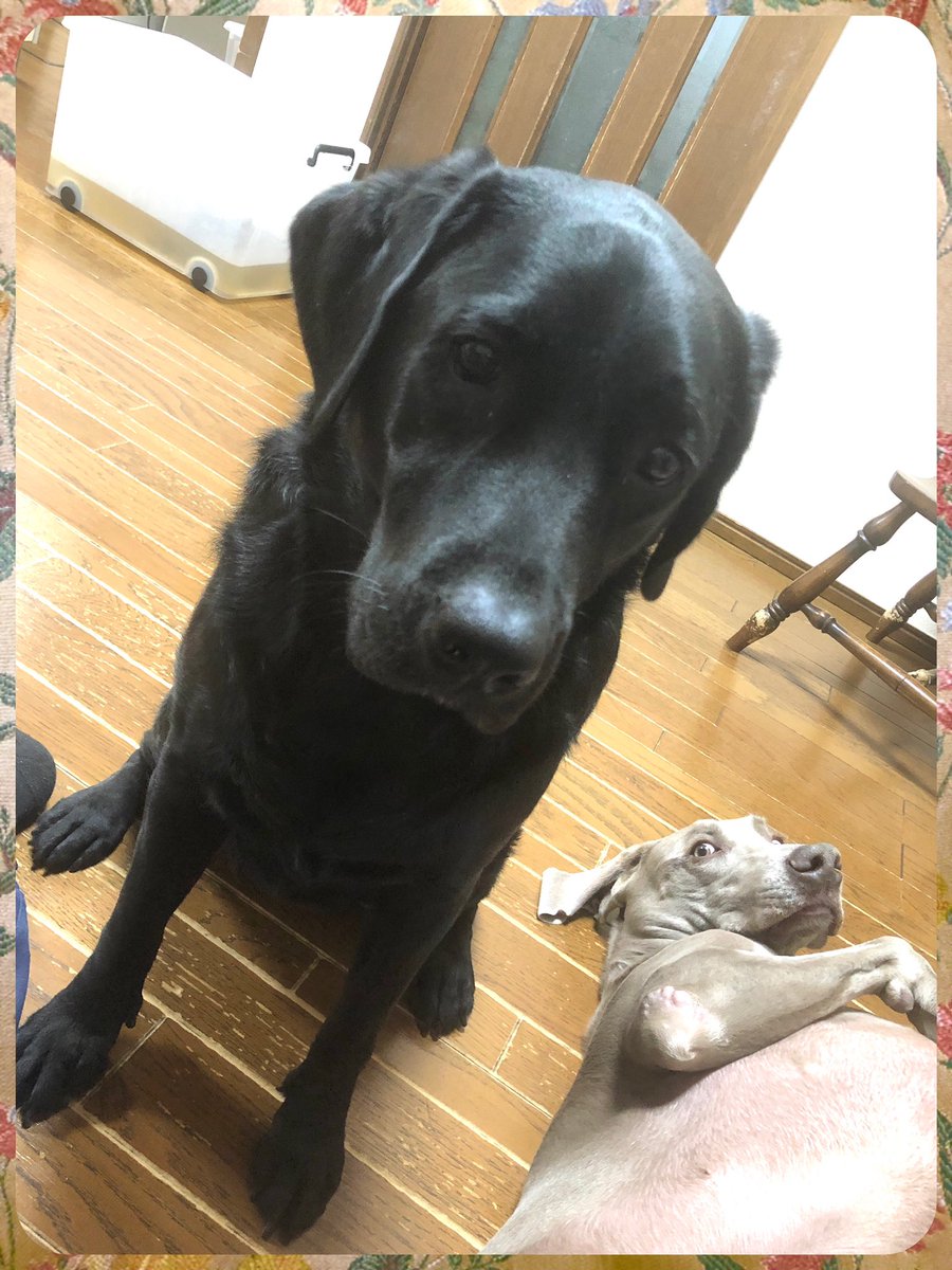 musica_juppiter's tweet photo. カメラ目線の弟📸
そうでもないお姉ちゃん🐾
#大型犬 #子犬 #ラブラドール #黒ラブ #ワイマラナー #カメラ目線 #puppy #labradorretriever #labrador #weimaraner #lookatthecamera https://t.co/frdHeAkNoY