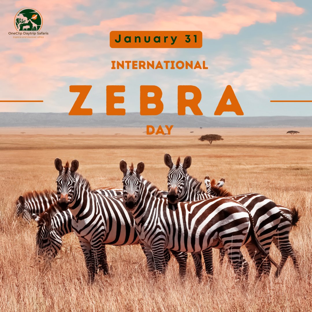 "Today is #InternationalZebraDay! Let's celebrate these unique and beautiful creatures.

Did you know that each zebra has a unique pattern of stripes? 

 Zakayo #ZebraDay Humphrey Kariuki HERE WE GO #DeadlineDay Chebukati #TheLastOfUs Thika #SamsungUnpacked Useless HELB