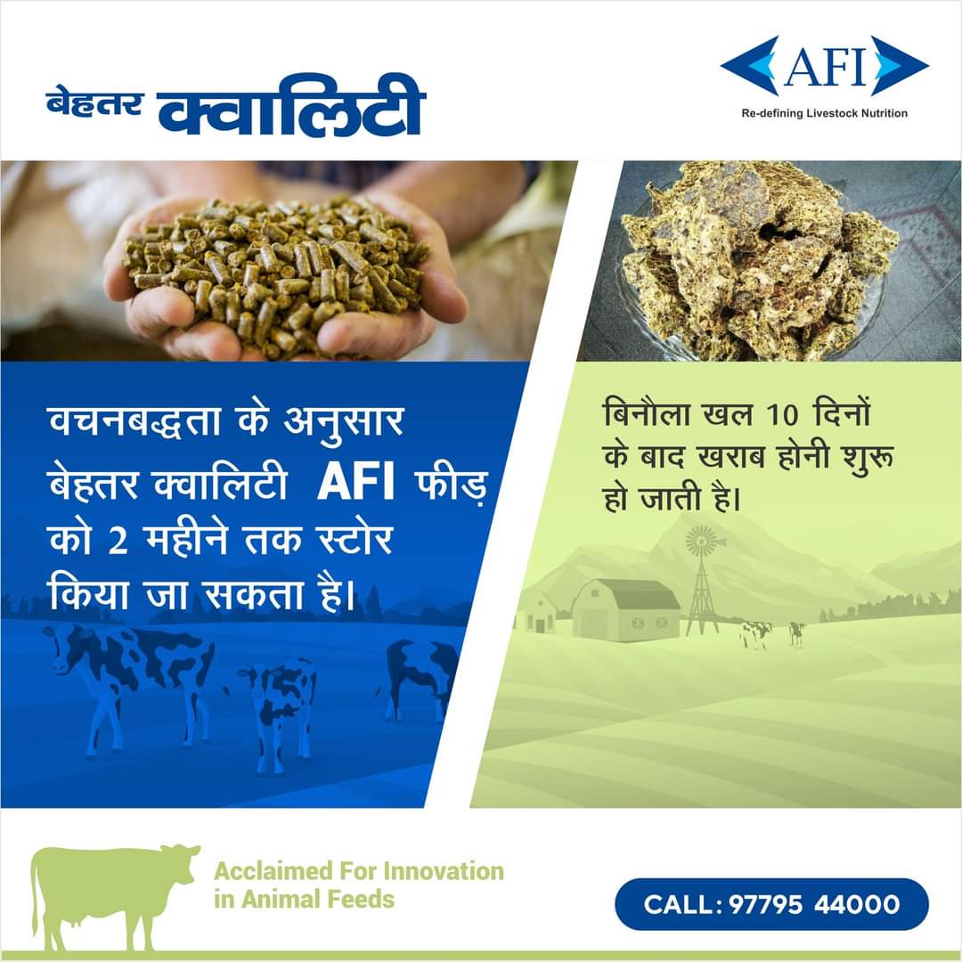 AFI Feed is prepared high in quality and as per commitment whereas there’s no quality assurance of cotton cake.
For more information, call - 09779544000

#Dairy #Feed #CattleFeed #AnimalFeed #AnimalNutrition #Farming #IndianDairyFarmer #DairyIndustry #DairyFarmer #DairyFarming