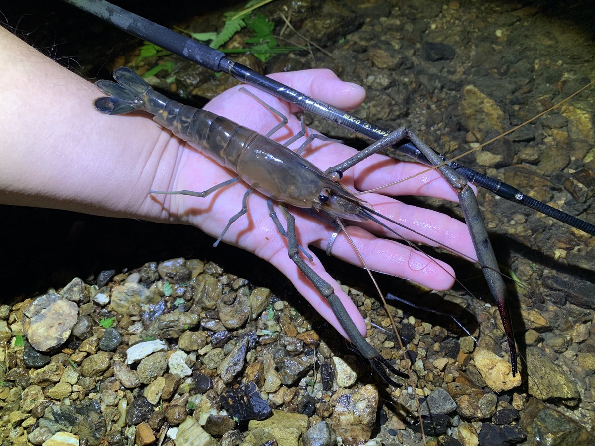 makky0124_t's tweet photo. 日本最大のテナガエビ、コンジンテナガエビ！何気に釣りでは初めてでしたが、複数体いたうちの大型個体が他個体を追っ払って出てきたのには興奮しました。ハサミもでっかい！
#mx_0 #MonsterKiss https://t.co/yeACQx7VBP