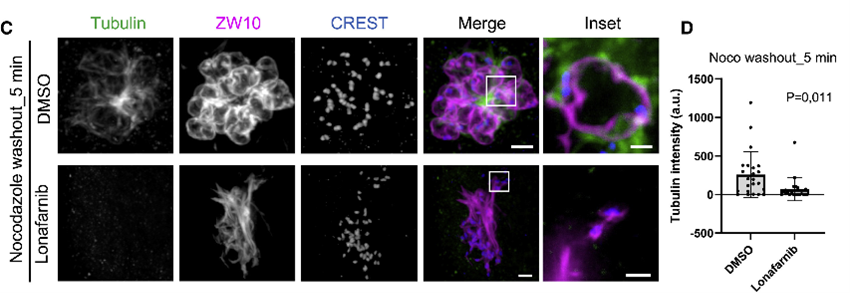 How can oocytes efficiently make a spindle without having centrosomes? Our last paper together with @KopsLab shows that an outer-kinetochore meshwork (fibrous corona) serves as an autonomous microtubule nucleation platform driving chromosome-derived microtubule nucleation (1/4)