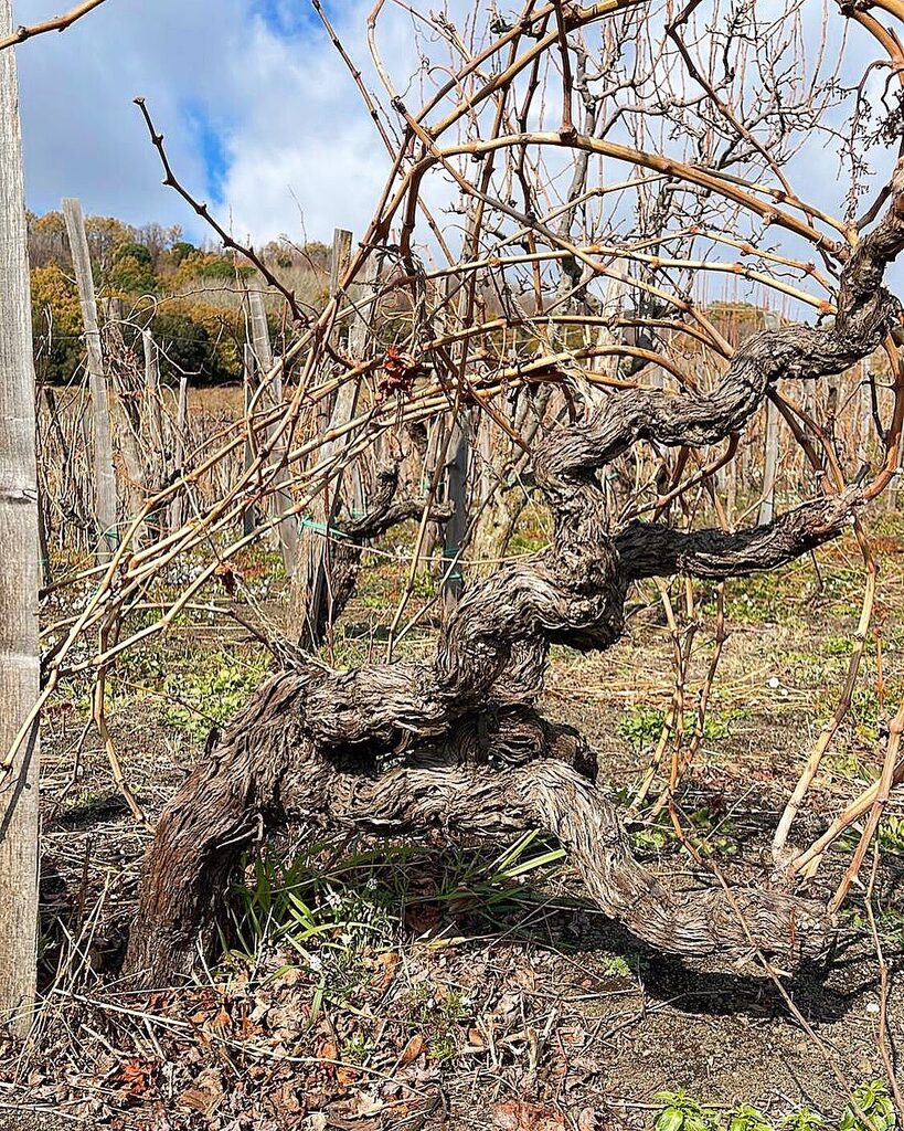 MOUNT ETNA PREPHYLLOXERA - one the the wonders of the volcano is that most of the vineyards soil have no clay. This make impossible for phylloxera to dig and reach the roots of the vines. This is why we still have some amazing example of ungrafted vines … instagr.am/p/CoEiGkzNYpI/