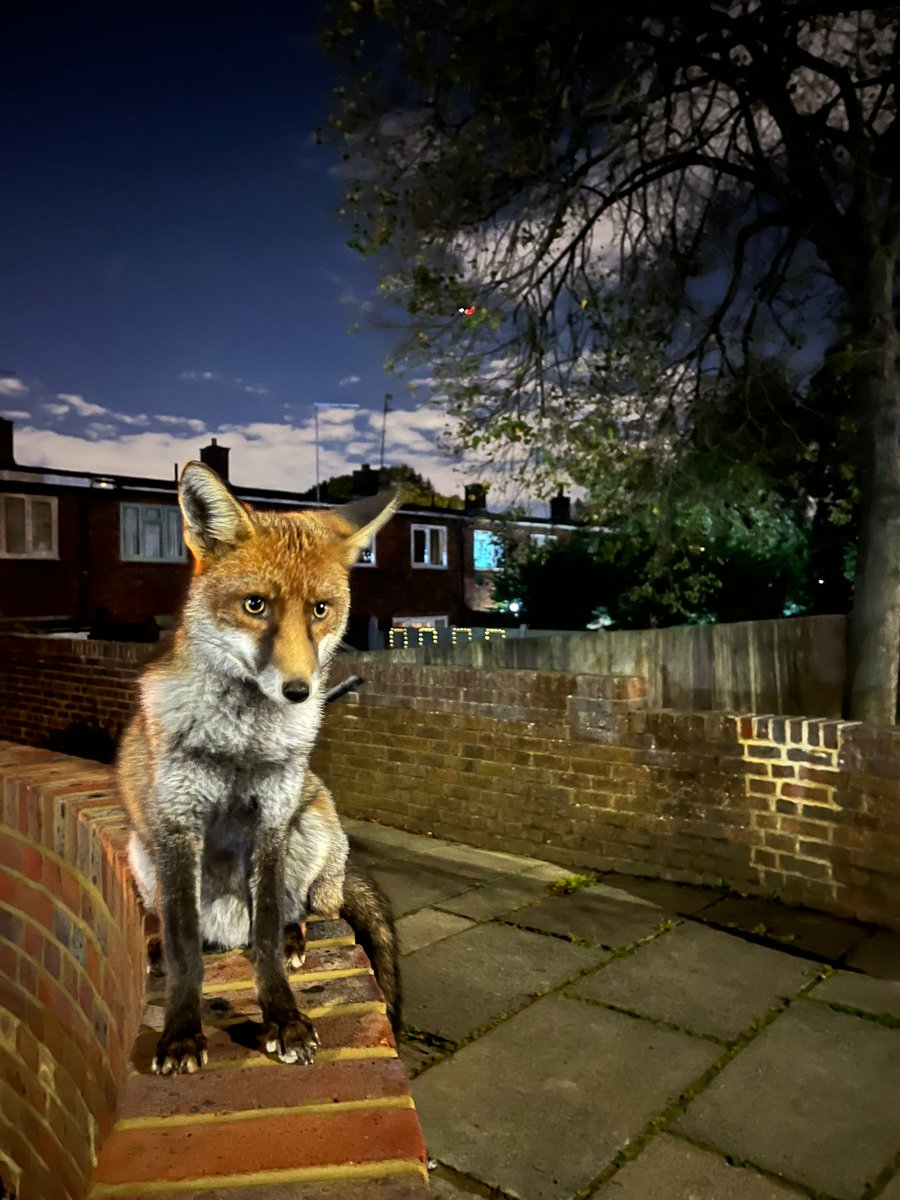 Chris Packham tweet media