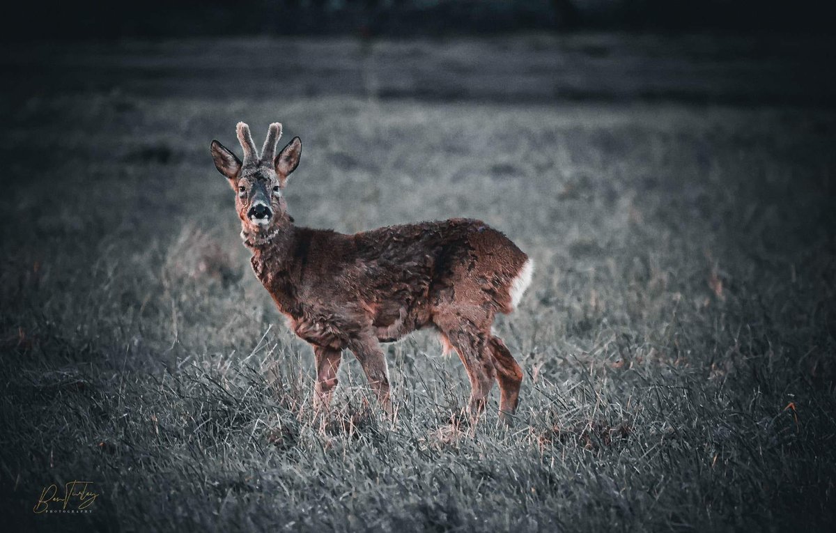 BritishDeerSoc's tweet photo. Thank you to Ben Turley for sharing his recent photo of a roe buck in velvet.
Antlers are dropped, or cast, and grow back over a period of months while covered in a furry skin called velvet.
#roedeer #roebuck #deer #antlers #antlersinvelvet #winter #wildlife #deerphoto https://t.co/UWlXR6PFNi
