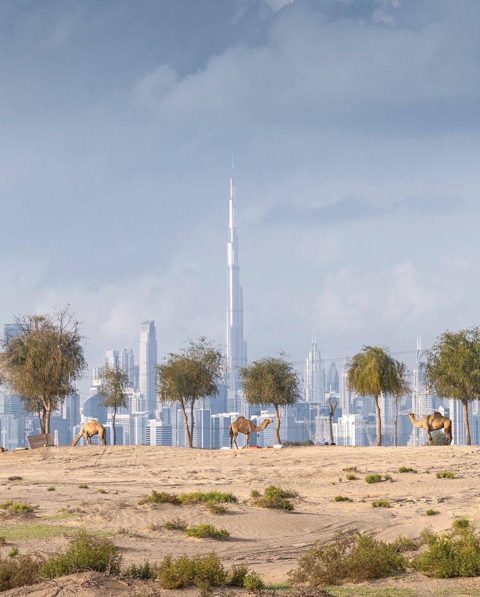 دبي، بعد المطر 🐪❤️
Post-rain Dubai 🐪❤️