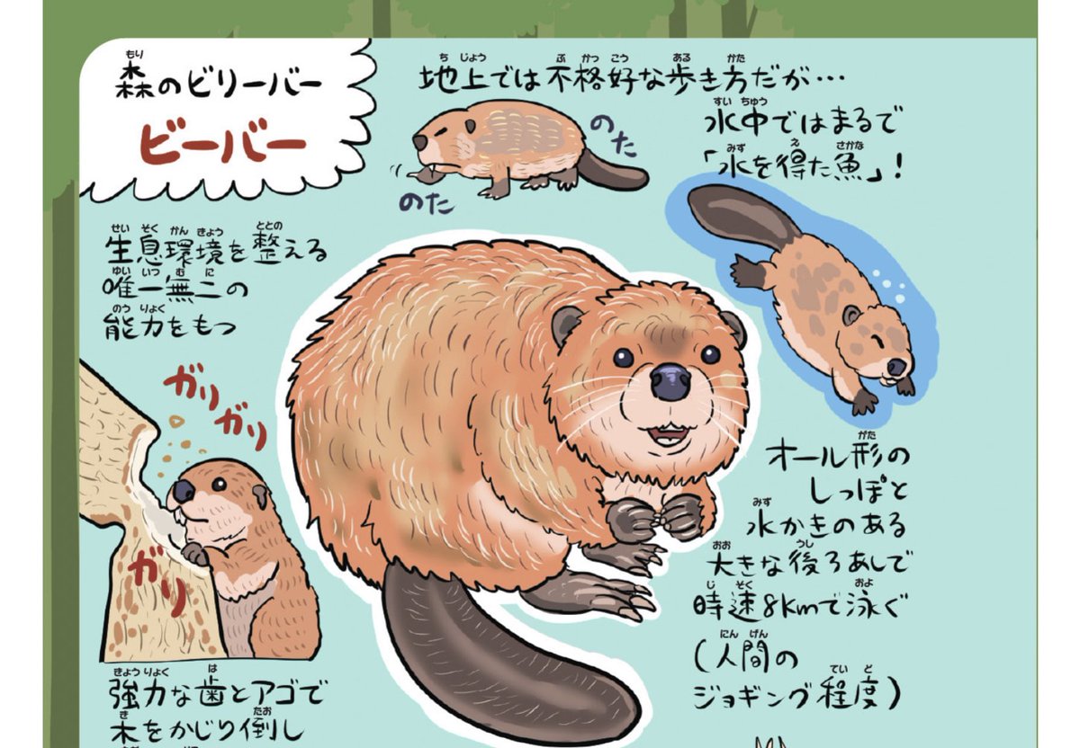 ゆかいないきもの超図鑑』で描いたように、ビーバーは地球の生息環境を 