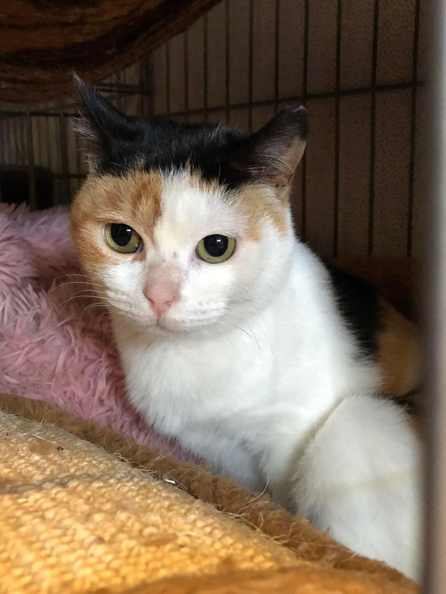 Gatosenadopcio's tweet photo. Se ha caído su adopcion 
Dafne es una gatita de unos 3 años de tamaño pequeño ya que pesa tan solo 2,5 kg 🐱es como tener bebé toda la vida 🐱 lo está pasando mal en la jaula ya que lleva desde noviembre 😞 quien se anima a dar una oportunidad a la pequeña ? valencia 617575548 https://t.co/58mXxNrYwP
