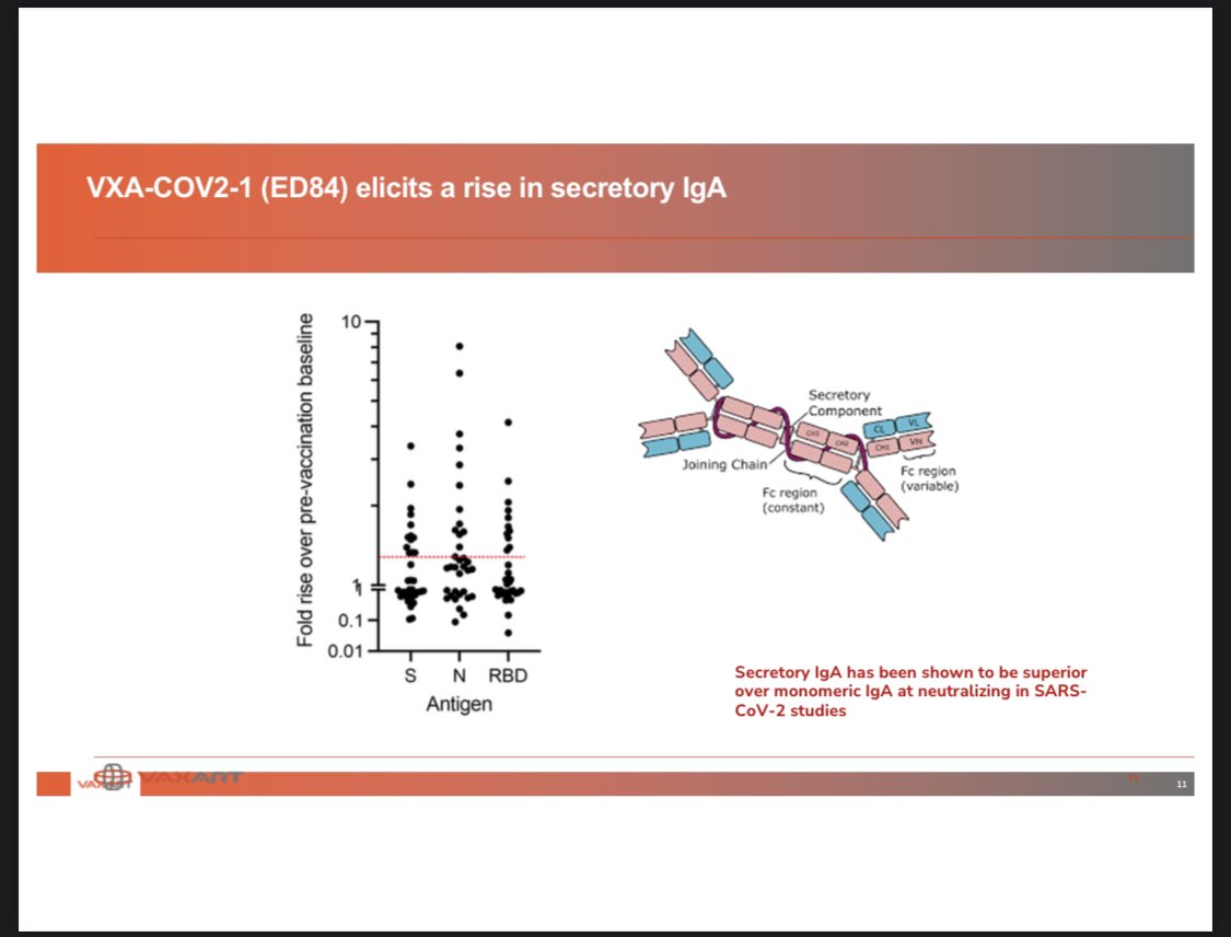 <a href="/Vaxart/">Vaxart</a> $VXRT Mucosal PILL 💊 is delivered to the small bowel where it creates a protective immune response. Mucosal homing IgA with ASCs. Higher IgA than natural infection. Pan cross reactive. “Immunity” is created in the gut. Revolutionary Gut Immunology. <a href="/exosome/">Dr. Thomas Ichim</a> <a href="/stkirsch/">Steve Kirsch</a>👇🏻👇🏻