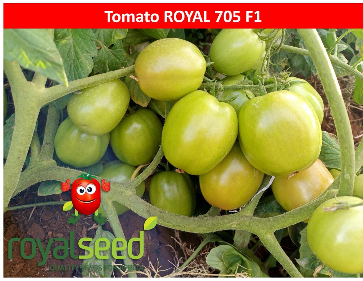 #LETSGROW #TOMATO 
ROYAL 705 F1 tomatoes coming up so well.....at Mwea,
a high-yielding variety, healthy, good, &amp; uniform fruit size including top clusters.
The perfect starting point for any tomato farmer!

Reach us to place your Order
☎️Toll-Free Line: 0800 720 250