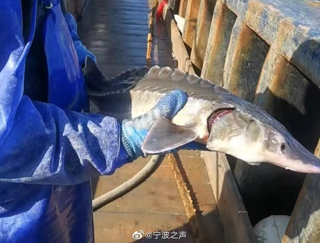 JiaojiaoR's tweet photo. 桐照渔民捕获一条中华鲟放归大海
Tongzhao fishermen catch a Chinese sturgeon and release it back to the sea
https://t.co/VVE34VpGMo
#China #WildAnimalProtection
#VoiceOfRadioNingbo https://t.co/wQtYBiTEc2