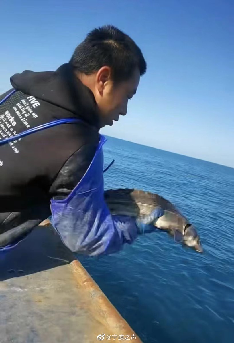 JiaojiaoR's tweet photo. 桐照渔民捕获一条中华鲟放归大海
Tongzhao fishermen catch a Chinese sturgeon and release it back to the sea
https://t.co/VVE34VpGMo
#China #WildAnimalProtection
#VoiceOfRadioNingbo https://t.co/wQtYBiTEc2
