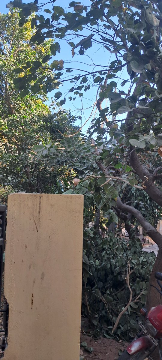 KidambiV's tweet photo. @TsspdclCorporat It is more than a week since tree branches are cut by your contractors in Tekecomnsgar https://t.co/qb0eDNV2iW.16, Plot No.286.  The cut branches are not removed yet. May be waiting yo see in phoyo in media https://t.co/aujrv1For9
