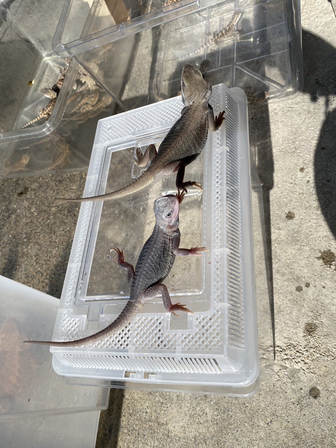 フトアゴ　 フトアゴヒゲトカゲ ZERO l 爬虫類ショップ exotic animal GINKA