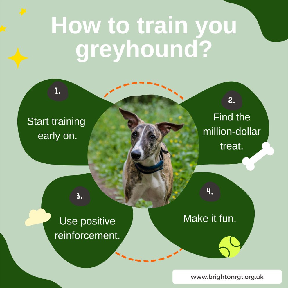 Struggling to get your greyhound under control check out these tips. Any problems don't hesitate to give our volunteers a call.
#tips #dogtraining #struggle #doglove #dogtrainingisfun #dogtricks #adoptdontshop #greyhounds # #brighton #lovebrighton #brightonupyourday #brightonlife