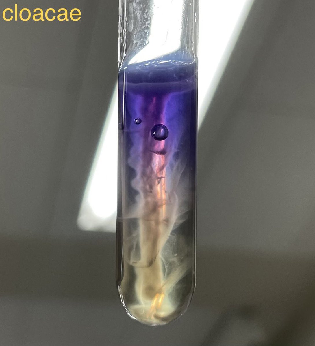 DraWataru's tweet photo. Microbiology is beautiful...🌏🌎 https://t.co/KszQQ2NLeC
