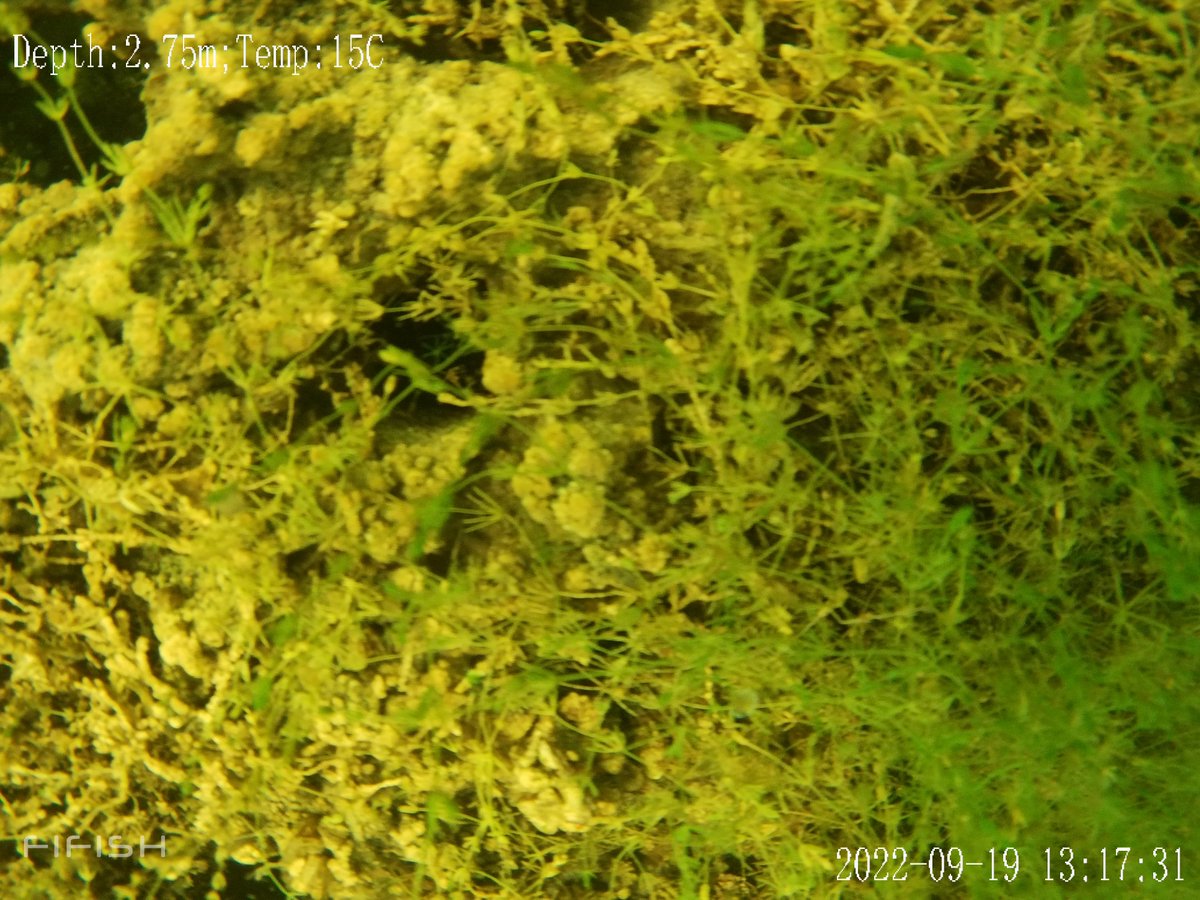 PeAT_Lakes's tweet photo. We are hiring a Research Assistant in Freshwater Ecology to join our @PeAT_Lakes team @MfrcATU  @ATU_GalwayCity to conduct underwater drone surveys of macrophytes. Details 👇https://t.co/HkB06HwofR Deadline Feb 14th at noon @GMIT_Research @EPAResearchNews https://t.co/ZrKsnql7oO