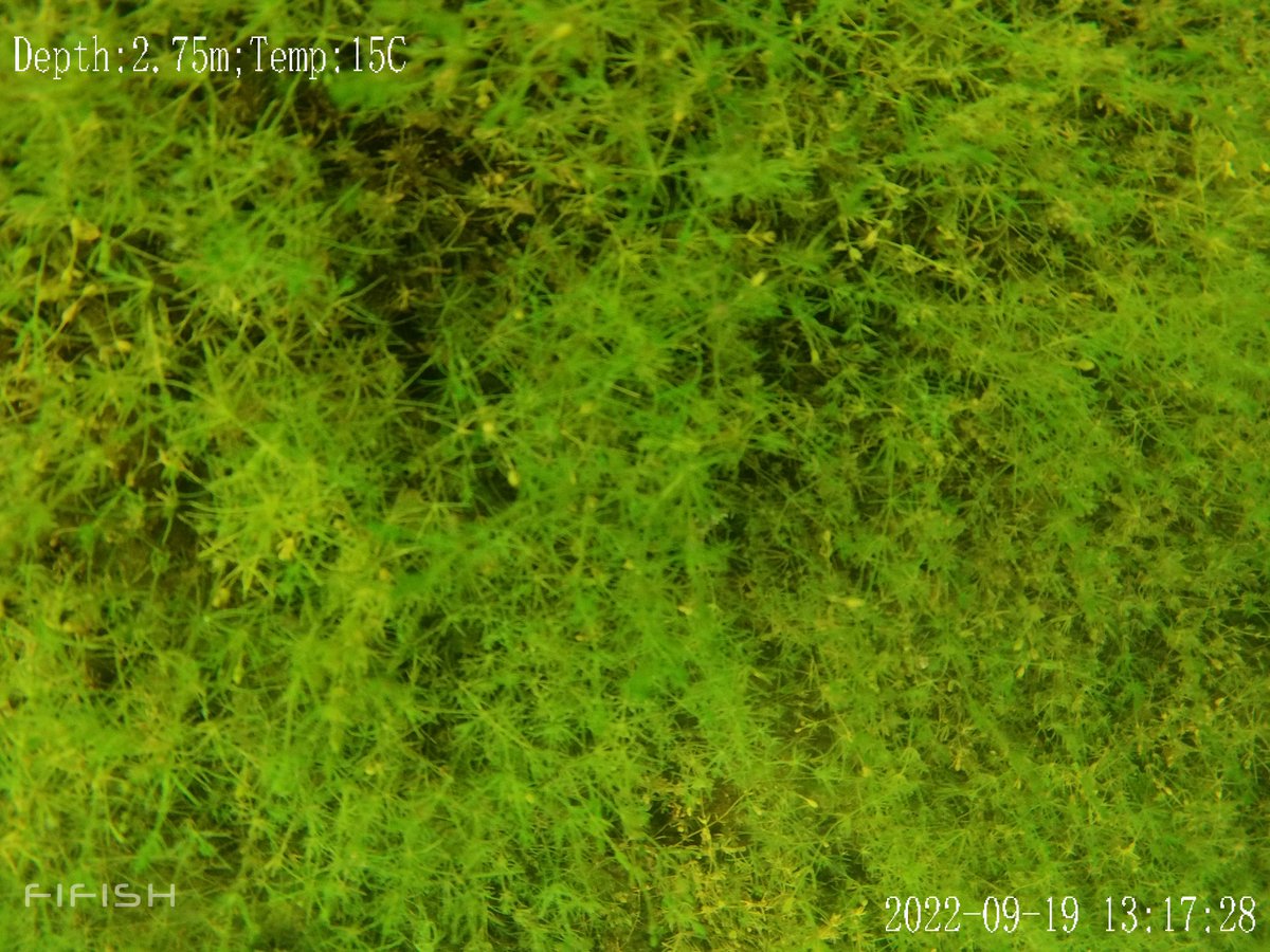 PeAT_Lakes's tweet photo. We are hiring a Research Assistant in Freshwater Ecology to join our @PeAT_Lakes team @MfrcATU  @ATU_GalwayCity to conduct underwater drone surveys of macrophytes. Details 👇https://t.co/HkB06HwofR Deadline Feb 14th at noon @GMIT_Research @EPAResearchNews https://t.co/ZrKsnql7oO
