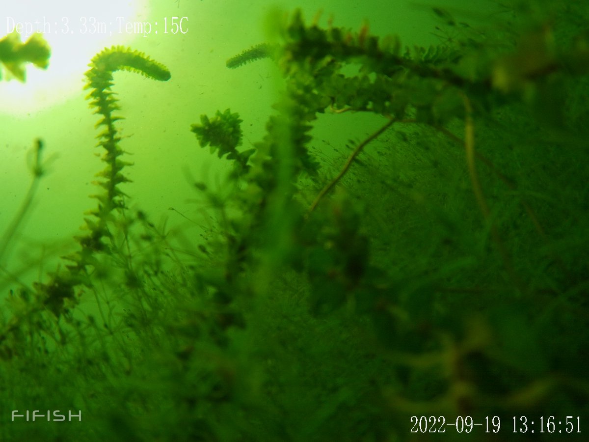 PeAT_Lakes's tweet photo. We are hiring a Research Assistant in Freshwater Ecology to join our @PeAT_Lakes team @MfrcATU  @ATU_GalwayCity to conduct underwater drone surveys of macrophytes. Details 👇https://t.co/HkB06HwofR Deadline Feb 14th at noon @GMIT_Research @EPAResearchNews https://t.co/ZrKsnql7oO