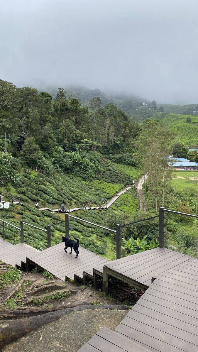 Feeling very much at home with the drizzle, grey skies and tea! 🫖🍓 #cameronhighlands #feelslikehome