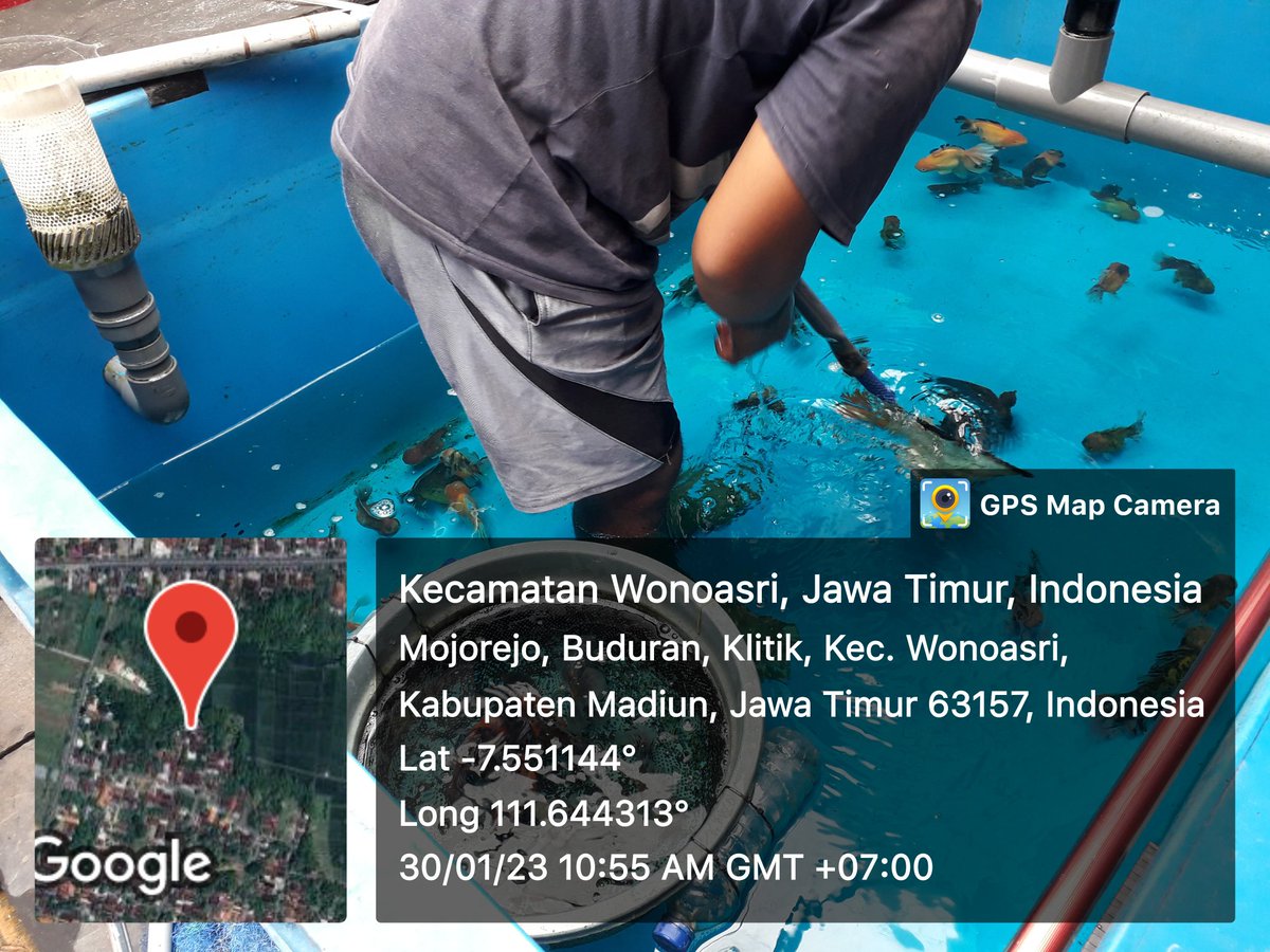 Susiloanto5's tweet photo. Senin(30/1), susiloluhkankab.madiun, mendampingi packing ikan mas koki di pokdakan margo minna,60 ekor,nilai 30 juta,tujuan sidney,#kab.madiun
#luhlapor
#GiatLuhkanSatminkalBWI
@bppp_banyuwangi 
@pusluhkp https://t.co/1GlVzkeKGF