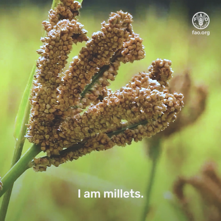 UNGeneva's tweet photo. Millets can help transform agrifood systems leaving no one behind.
✔️Better production
✔️Better nutrition
✔️Better environment
✔️Better life

2023 is the #YearofMillets. #IYM2023 

More about millets here 👉 https://t.co/RByGm7guaj https://t.co/cIxoykEvoo
