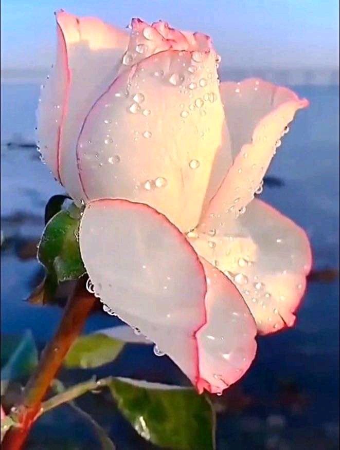 Lovely afternoon ☀️☀️☀️🌹🌿