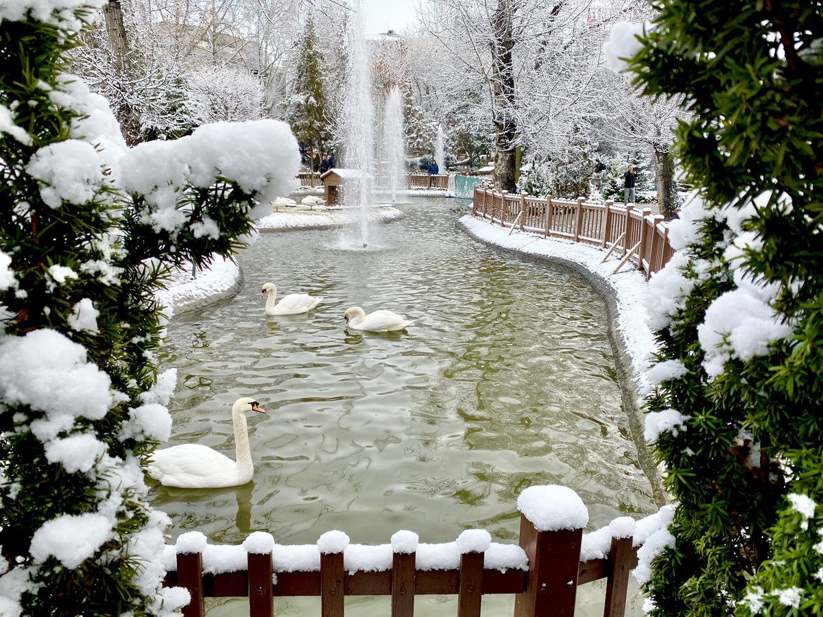 yasaryilmaztdk's tweet image. Kar yağar…
Gerçek olur kuğuların düşleri,
Sulara sor lebalep öpüşleri!

📌#Ankara #kuğulupark #kar #kuğu #şiir #fotografia