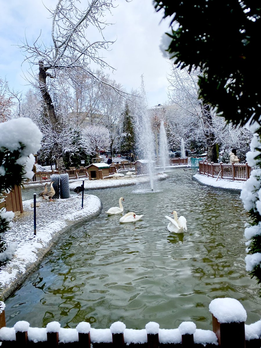 yasaryilmaztdk's tweet image. Kar yağar…
Gerçek olur kuğuların düşleri,
Sulara sor lebalep öpüşleri!

📌#Ankara #kuğulupark #kar #kuğu #şiir #fotografia