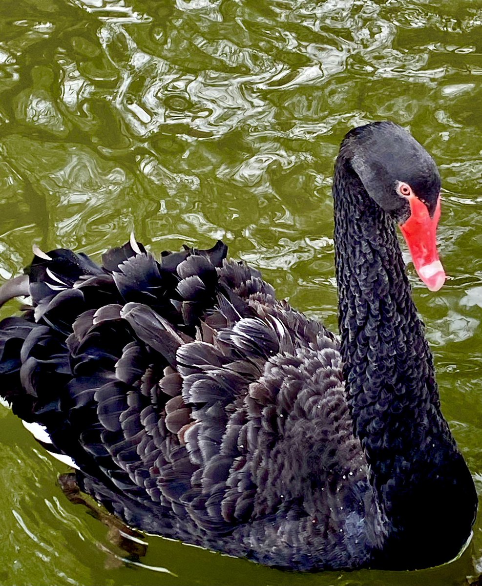 yasaryilmaztdk's tweet image. Kar yağar…
Gerçek olur kuğuların düşleri,
Sulara sor lebalep öpüşleri!

📌#Ankara #kuğulupark #kar #kuğu #şiir #fotografia