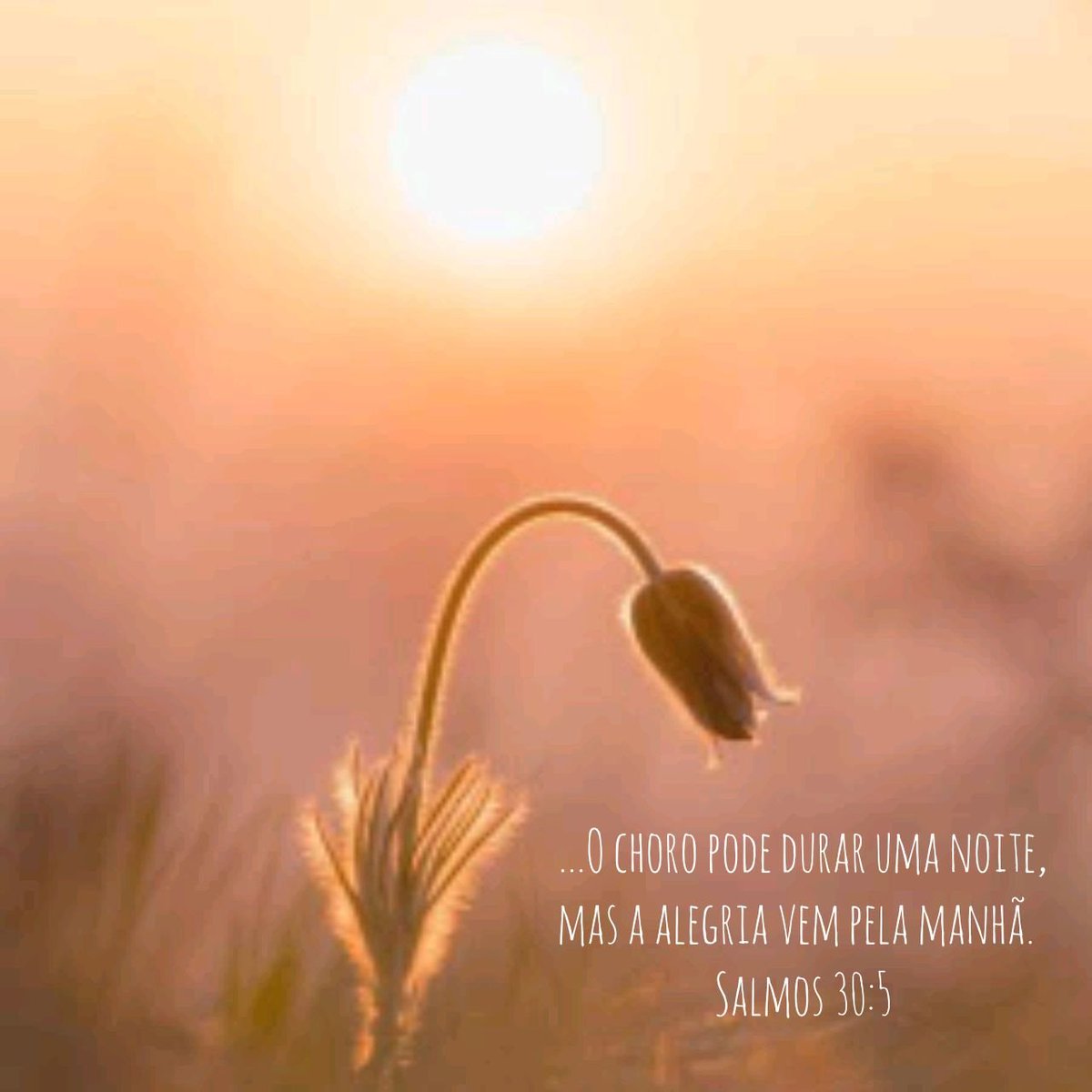 Que consolo para nós! Por mais difíceis que sejam as circunstâncias temos uma esperança: a alegria vem pela manhã, por mais longa que seja a noite. Aquieta tua alma: o teu Deus não está aquém das tuas dores! Ele é o Todo-Poderoso, e tudo contribui para o bem daqueles que O amam.