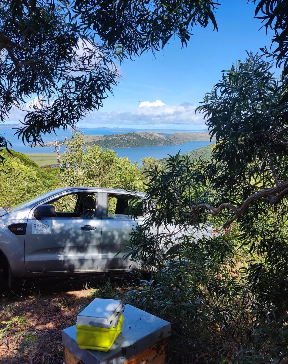 innodeapi's tweet photo. El presidente de @innodeapi nos deja unas 📸 de su estancia por Nueva Caledonia🇫🇷🇳🇨 en el centro apícola nacional ADECAL donde además del seguimiento sanitario, realizan proyectos de I+D+I y programas de mejora genética (realizando seguimientos periódicos a las abejas reinas🐝👑) https://t.co/tSHyEHZTmh