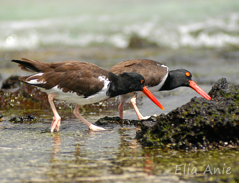 Two oystercatchers. #Galapagos
#GalapagosIslands #Ecuador #wildlife #nature #WildlifePhotography #NaturePhotography