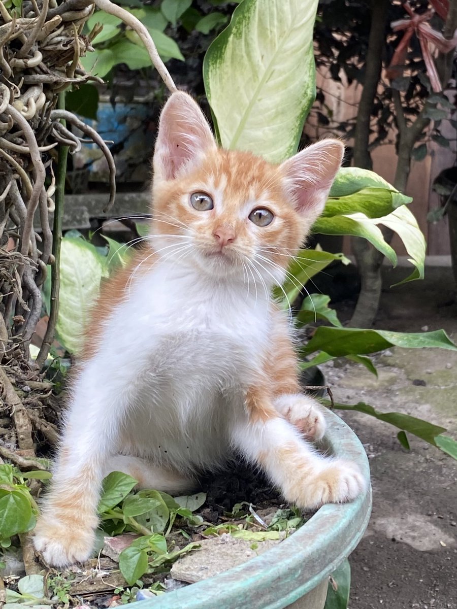 xyraglaze's tweet photo. oyenn🐱🐱
#adopsikucing #adoptioncat #catadoption #freeadopt #AdoptDontShop https://t.co/2J07NlXUuL