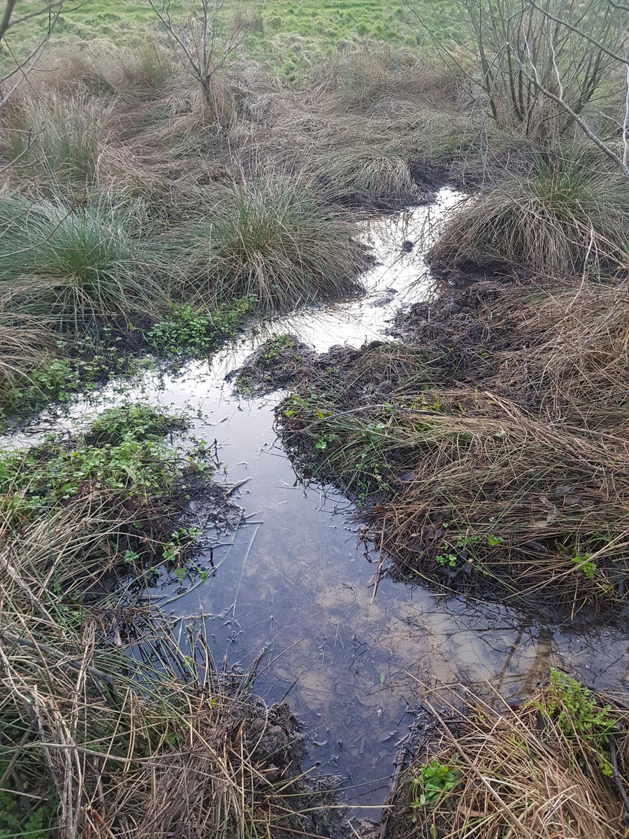Peter Massini (@petermassini) on Twitter photo Check out <a href="/grassroofco/">John Little</a> video below 👇In the absence of #beavers we all need to be beavering about to mimic the changes beavers can bring to our homogenised landscape. Here's my contribution. Maintaing small patches of shallow water in an area that would be dominated by rush. Check out <a href="/grassroofco/">John Little</a> video below 👇In the absence of #beavers we all need to be beavering about to mimic the changes beavers can bring to our homogenised landscape. Here's my contribution. Maintaing small patches of shallow water in an area that would be dominated by rush.