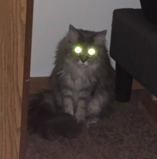 KITR (@kitr_cat) / Posts / X