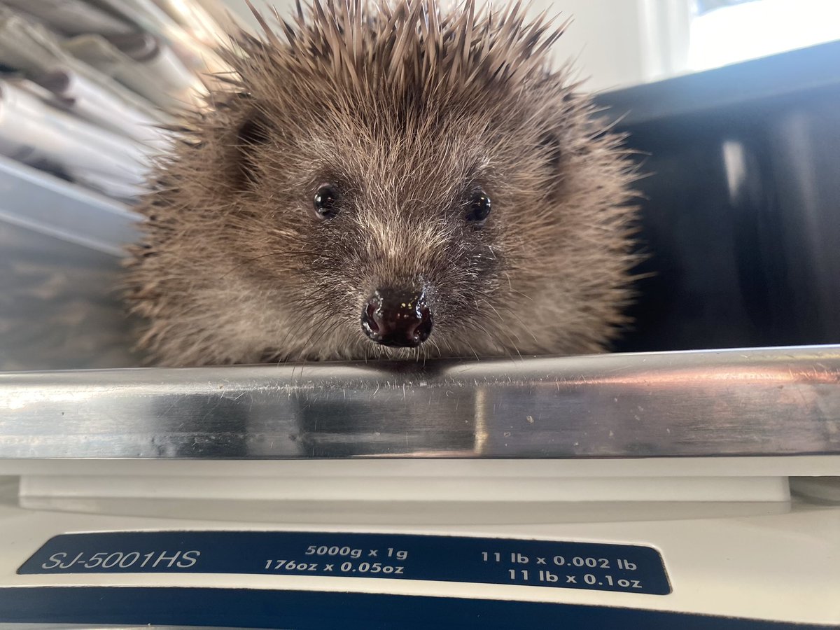 Little lady Charlie passed her pre release checks this morning and soon will be heading out to a hutch to acclimatise to the outside temperatures.🦔