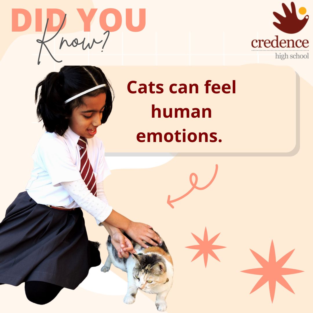 Did you know? Fact #11 -  Cats can feel human emotions. 

#DidYouKnow #facts #dubaischools #Students #CBSE #khda #mycredencemypride