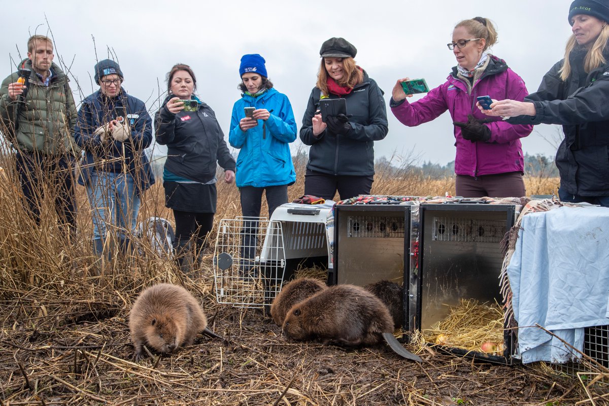 BeaverTrust's tweet photo. Our team were delighted to release a family of 7 healthy #beavers into Loch Lomond NNR last Friday.
Congratulations to @RSPBScotland and everyone else involved in the project.
It's a great achievement and an important step in the restoration of the species in Scotland. https://t.co/E6qNaDpAcP