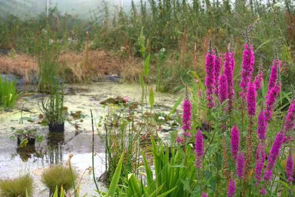 Sunnyside Rural Trust's three 6-acre gardens in Hemel Hempstead, Northchurch and Berkhamsted will open for the National Garden Scheme for the first time in 2023, as a group on Saturday 13 May > bit.ly/3Dnrqt2 #Gardens #NGS #Berko <a href="/sunnyside_news/">Sunnyside Rural Trust</a>