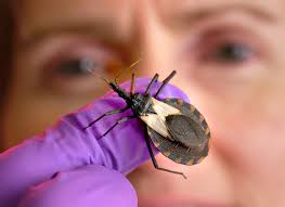 #Chagas disease is caused by the parasite Trypanosoma cruzi, which is transmitted to animals and people by insect vectors and is found only in the Americas (mainly, in rural areas of Latin America where poverty is widespread).