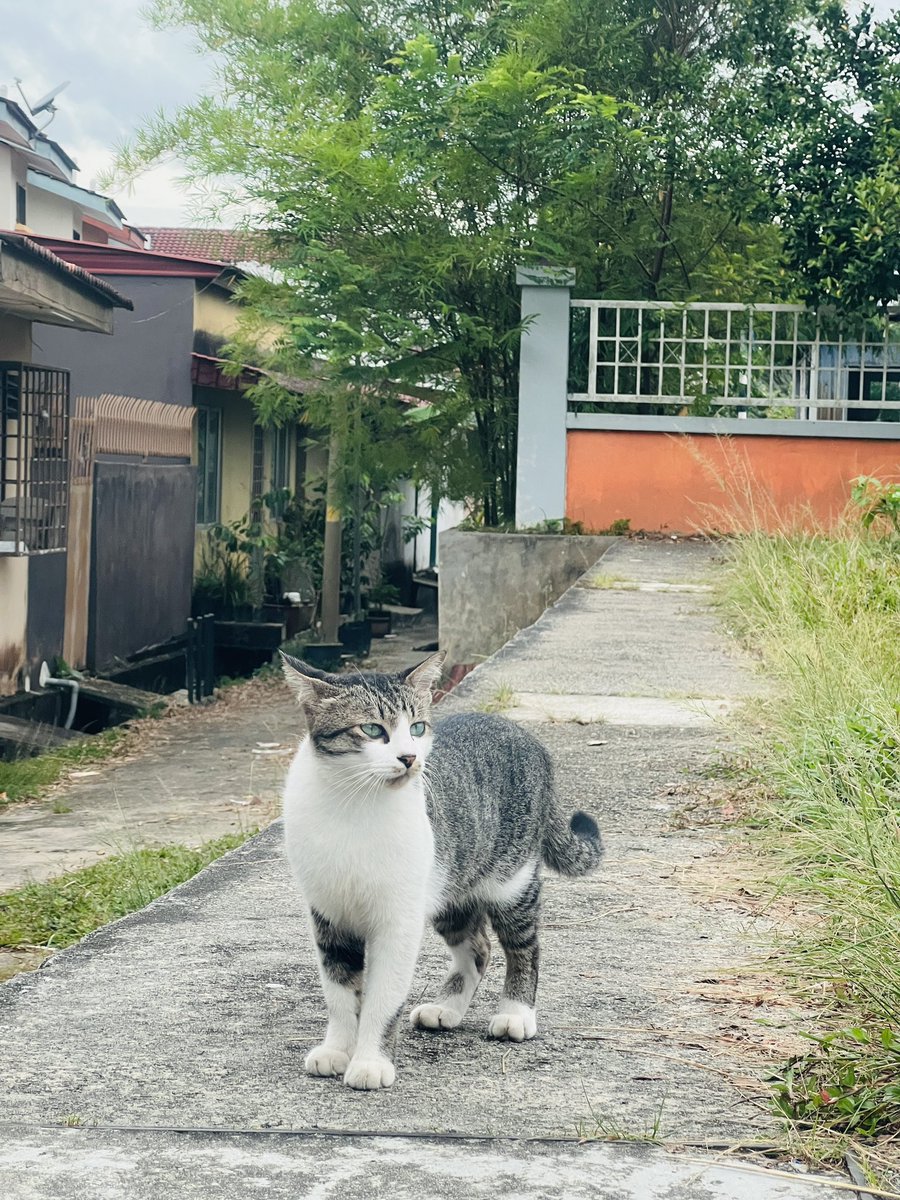 ArenAdzz's tweet photo. “ Jadi meow pun kacak “ 😎 https://t.co/4wNMtkcbea