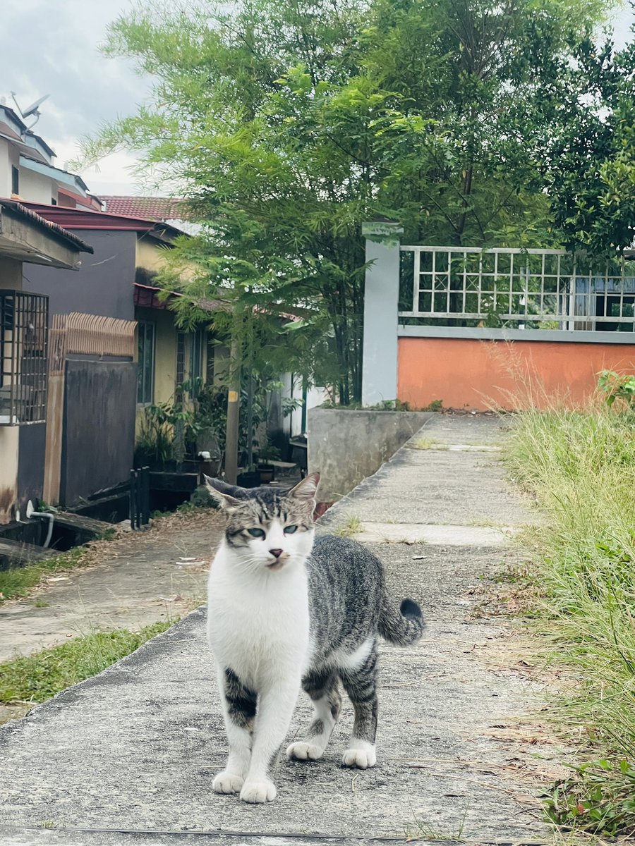 ArenAdzz's tweet photo. “ Jadi meow pun kacak “ 😎 https://t.co/4wNMtkcbea