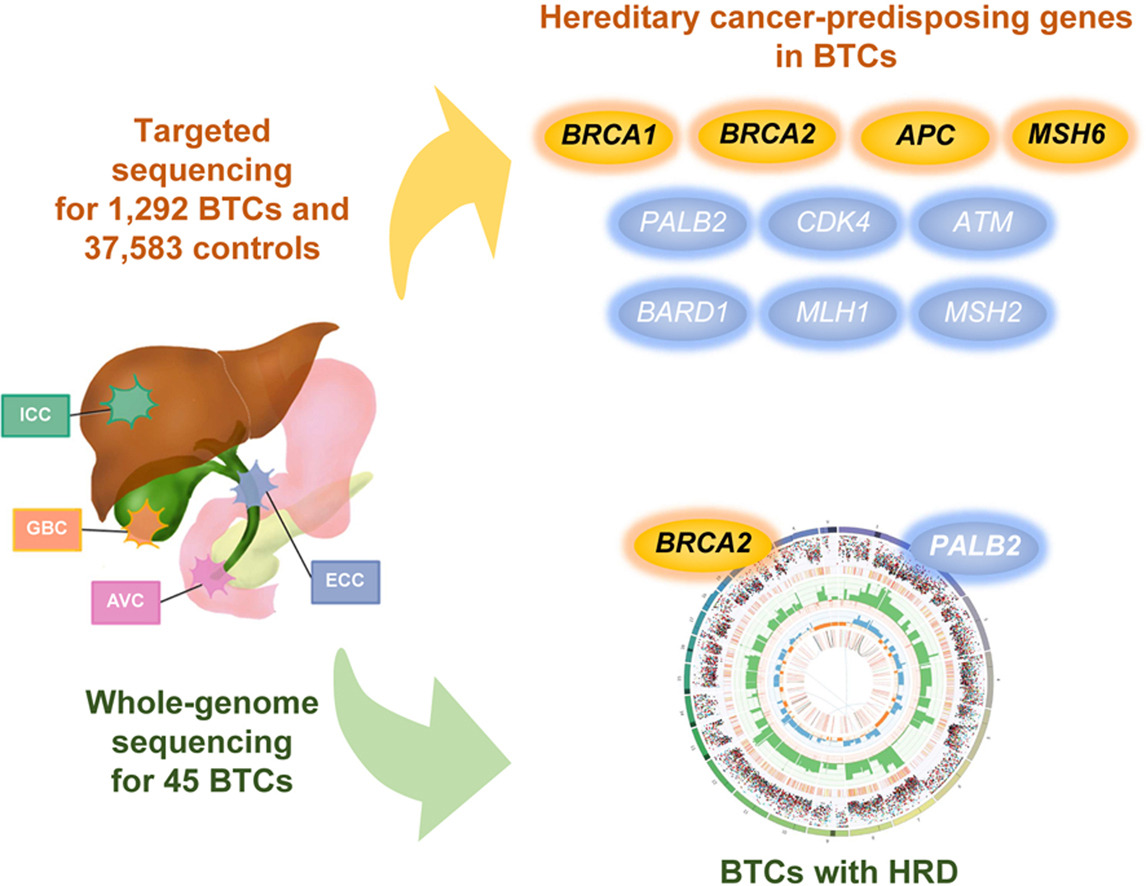 The risk of #BiliaryTractCancer (BTC) is also in our genome❗️

🔎Hereditary #cancer-predisposing gene alterations were identified in 5.5% of BTCs
➡️including in #BRCA & genes associated with #colorectalcancer

🔓#OpenAccess at👉bit.ly/3rSovm2

#LiverTwitter