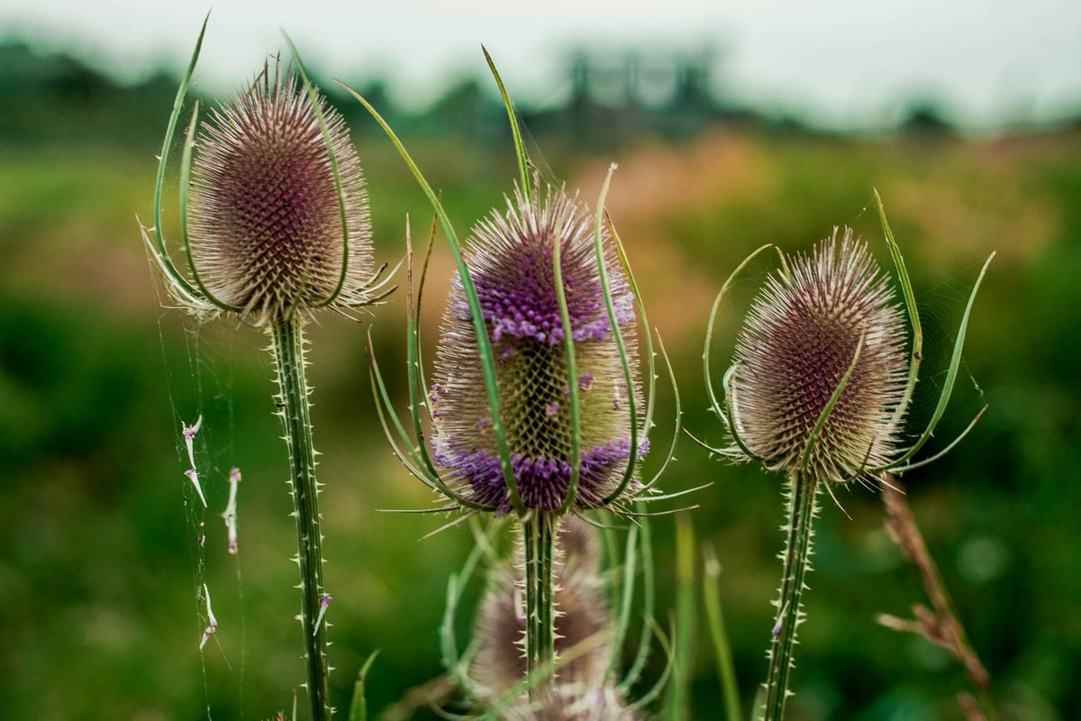mbaxteriema's tweet image. Important announcement from @DefraGovUK today on #EnvironmentalPrinciples - confirmed they will come into effect for Gov policy making from November 2023. Puzzling to know why such a delay.
gov.uk/government/new… 1/