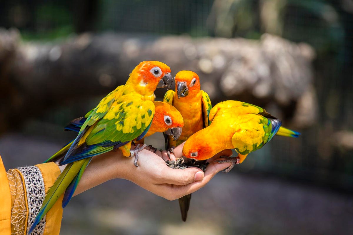 GrrlScientist's tweet photo. How Zoos Benefit Society And The Animals They Protect, a study out @UniofExeterNews pub'd by @JZBG_MDPI
by @GrrlScientist via @Forbes / @ForbesScience
#zoos #aquariums #aviaries #wildlife #conservation #community #society #sustainability #nature #SciComm https://t.co/4FuczpCdvq https://t.co/trUbLmXjmY
